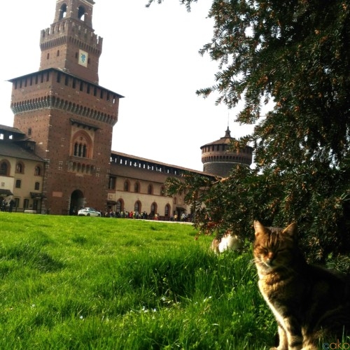 ミラノの「スフォルツェスコ城」ってどんなお城？！総力取材！ | イタリア観光ガイド