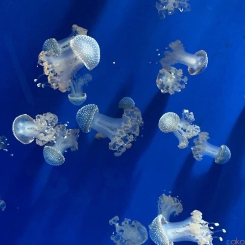 ヨーロッパ最大級のスケール！リグーリア州・ジェノヴァ水族館| イタリア観光ガイド